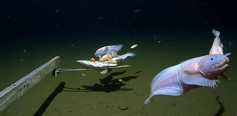 水深二米怎麼釣小魚 爲甚麼要選用細線